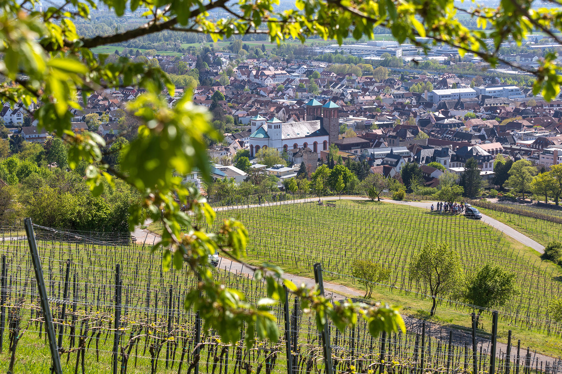 Blick auf den Bensheimer Weinberg und auf die Stadtkirche Sankt Georg